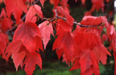 ACER RUBRUM